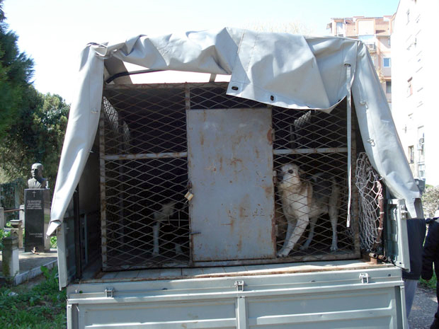 Ниш: Пси изуједали и студенткињу